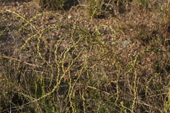 Atriplex intracontinentalis