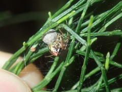 Theridion pyramidale
