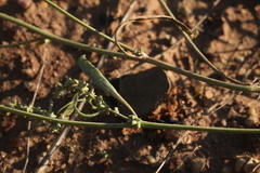 Atriplex intracontinentalis