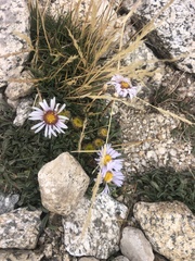Erigeron clokeyi