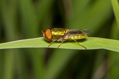 Odontomyia decipiens