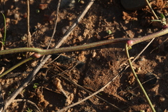 Atriplex intracontinentalis