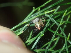 Theridion pyramidale