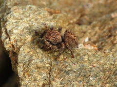 Aelurillus v-insignitus