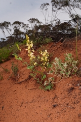 Swainsona colutoides