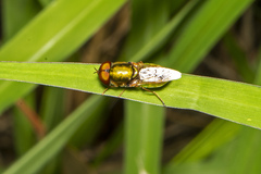 Odontomyia decipiens