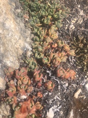 Sedum obtusatum