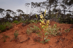 Swainsona colutoides