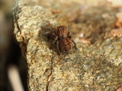 Aelurillus v-insignitus