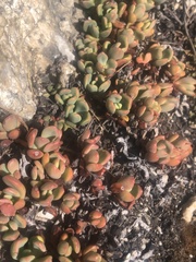 Sedum obtusatum