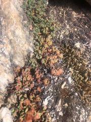 Sedum obtusatum