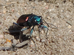Cicindela scutellaris