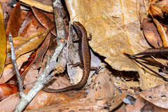Lampropholis