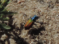 Cicindela scutellaris