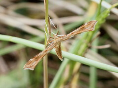 Gillmeria pallidactyla