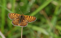 Melitaea cinxia