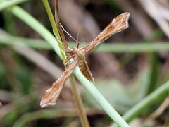 Gillmeria pallidactyla