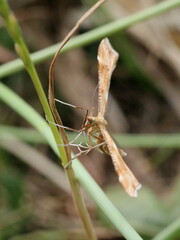 Gillmeria pallidactyla