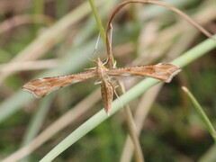 Gillmeria pallidactyla