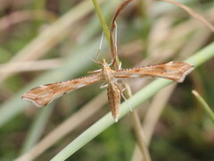 Gillmeria pallidactyla