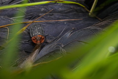 Oiceoptoma thoracicum