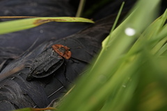 Oiceoptoma thoracicum