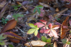 Potentilla simplex