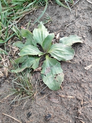 Plantago major