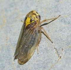 Macropsis scotti
