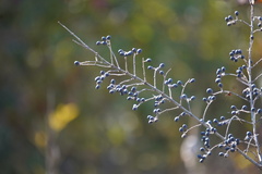 Ligustrum obtusifolium
