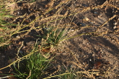 Atriplex intracontinentalis