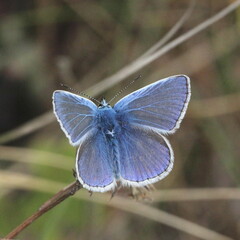 Polyommatus icarus