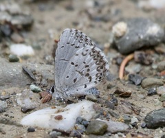 Celastrina