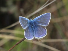 Polyommatus icarus
