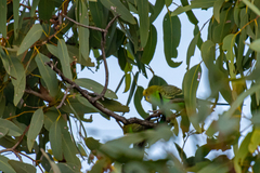 Melopsittacus undulatus