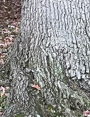 Lecanora thysanophora