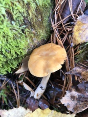 Hydnum rufescens