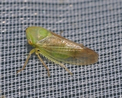Macropsis graminea