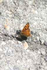 Melitaea deione