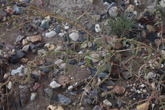 Atriplex intracontinentalis