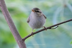 Phylloscopus borealis