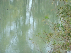 Microcarbo pygmaeus