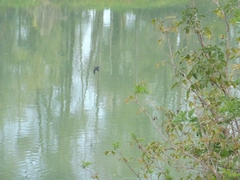 Microcarbo pygmaeus