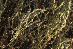 Atriplex intracontinentalis