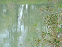 Microcarbo pygmaeus