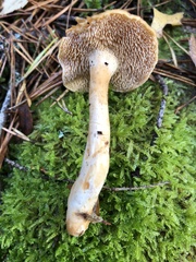 Hydnum rufescens
