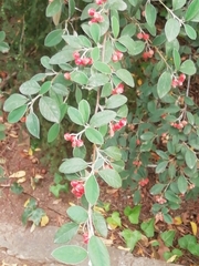 Cotoneaster coriaceus