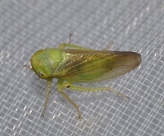 Macropsis graminea