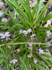 Stylidium crassifolium