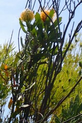 Leucospermum cuneiforme